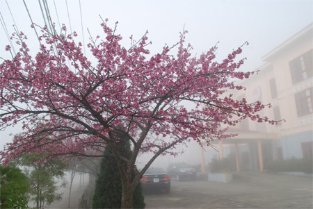 Dù[-]đã[-]rất[-]quen[-]với[-]giá[-]lạnh[-]vẫn[-]cần[-]hơi[-]ấm[-]của[-]lửa[-]để[-]sưởi[-]bên[-]đường
